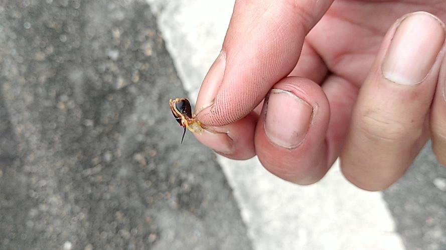 黄蜂尾后针最毒妇人心上一句是什么,黄蜂尾上针 最毒妇人心下两句-第3张图片-无暮网