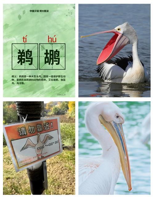 鹈鹕的寓意及象征,鹈晙是什么