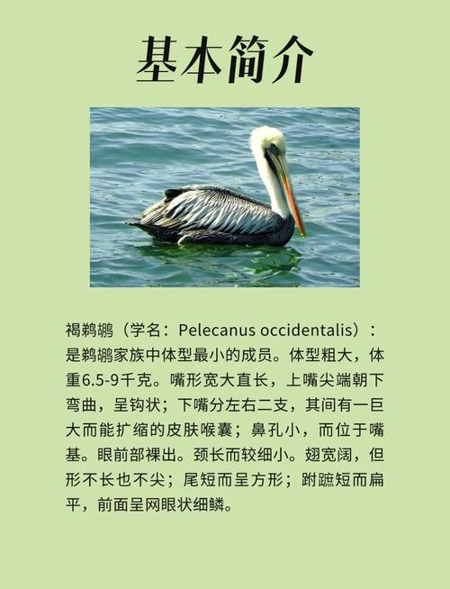 鹈鹕的寓意及象征,鹈晙是什么-第6张图片-无暮网
